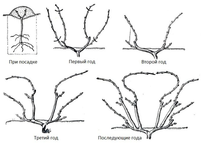 A szőlő ventilátoros metszése