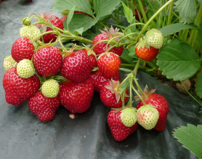 Strawberi Florina