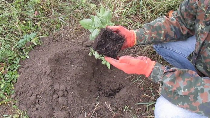 Blackberry seedling before planting