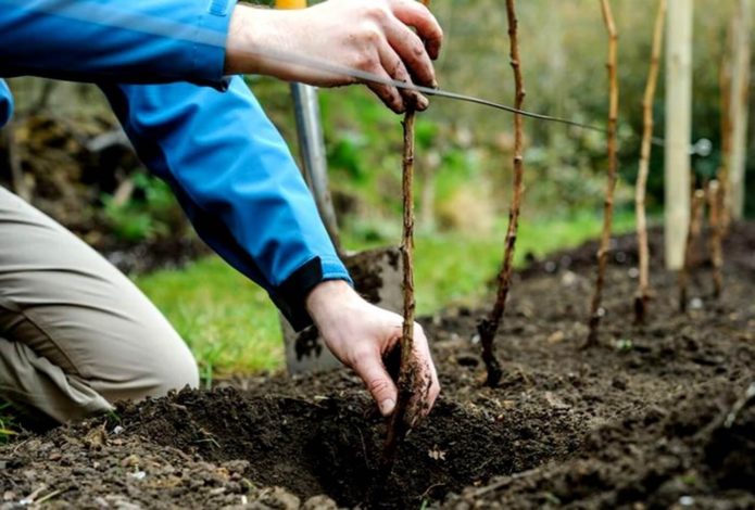 Planter un plant de mûre dans un trou