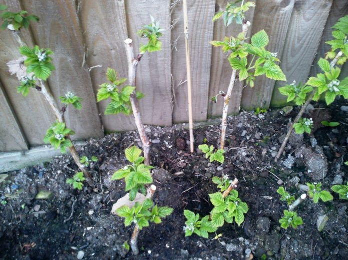 Arbustos de amora silvestre plantados