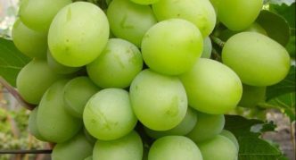 Grape variety Gift to Zaporozhye