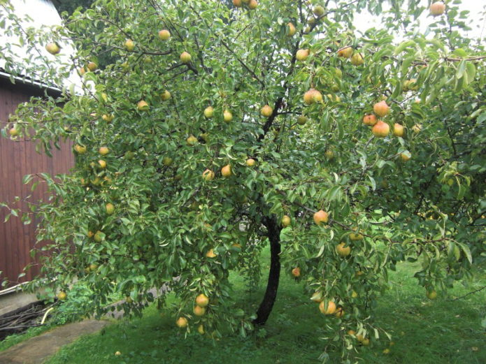 Pear in Memory of Yakovlev