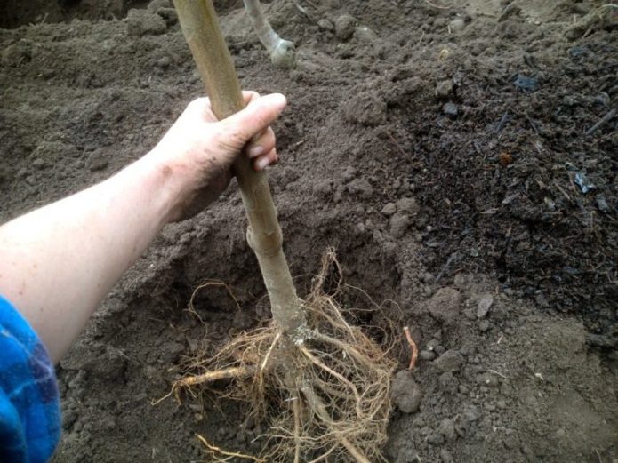 How to place the root system of a seedling in a hole