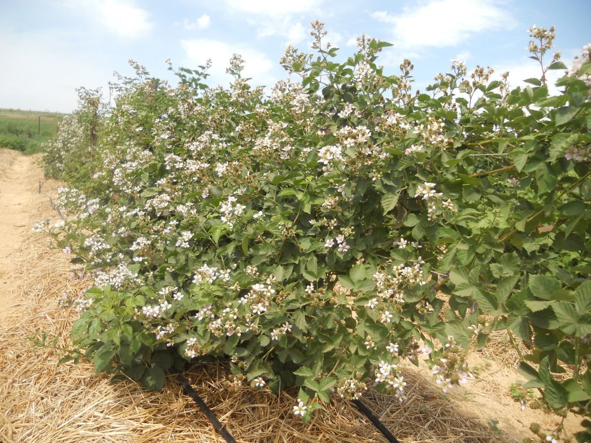 Brombeeren auf einem Spalier