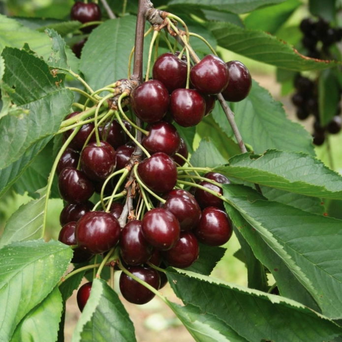 variedad de chocolate