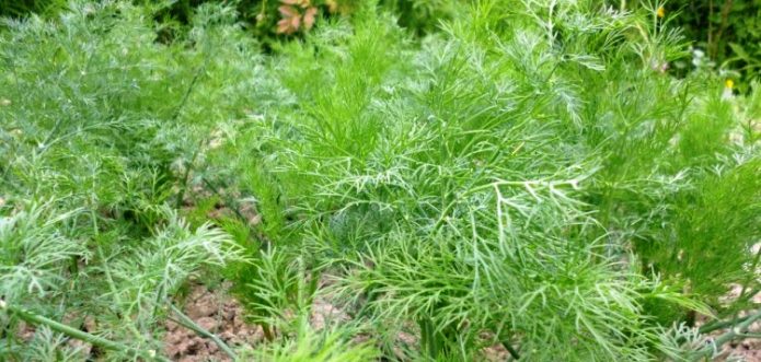 Dill de jacaré