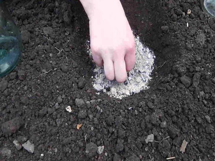 Zaden zaaien in de grond