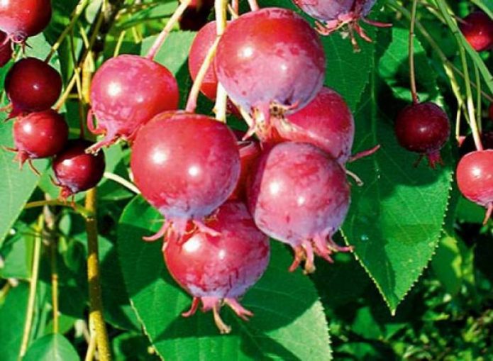 Bagas grandes de irgi vermelho-sangue