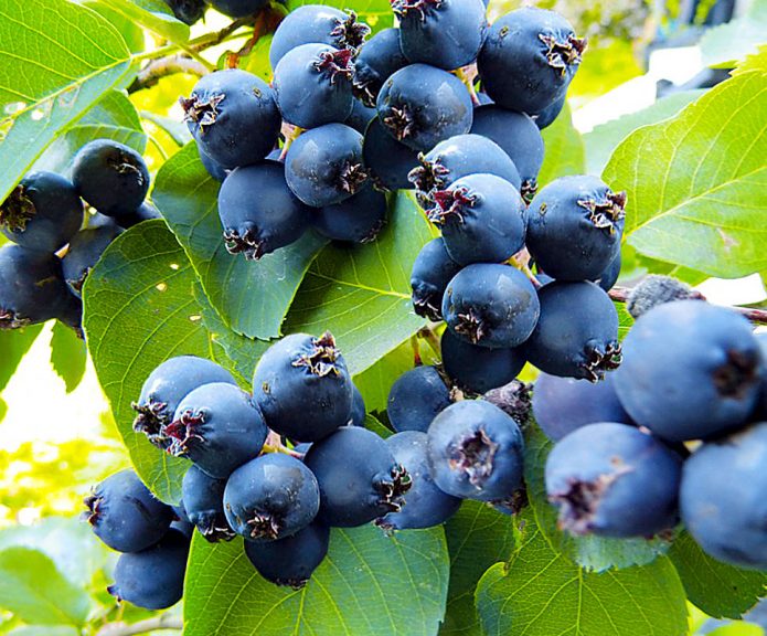 Bunches of canadian irgi berries