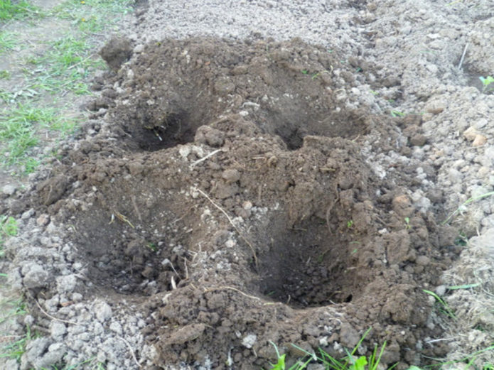 Agujeros para plantar en el suelo.