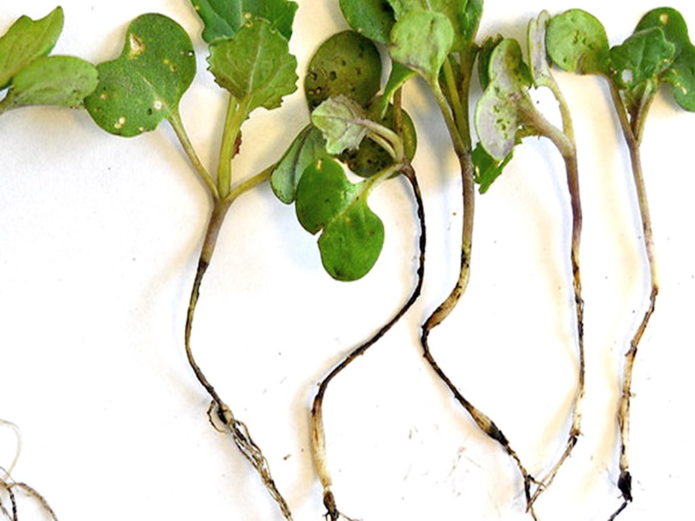 Black leg on cabbage seedlings