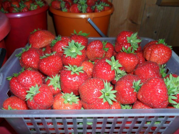 Strawberries Koketka