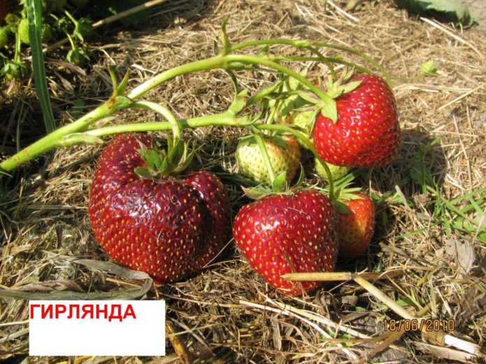 Strawberry Garland