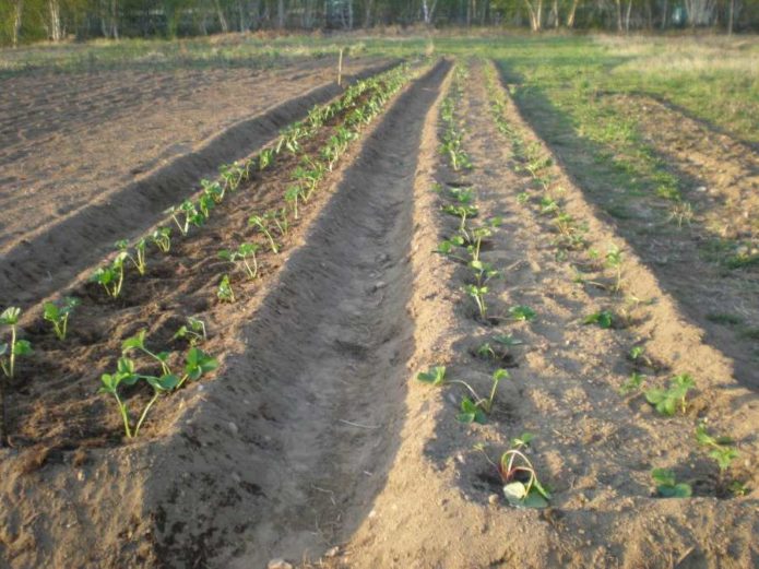 Två-rad plantering av jordgubbar