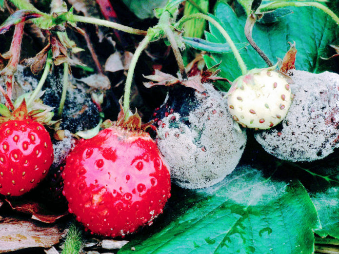 Fresas afectadas por podredumbre gris