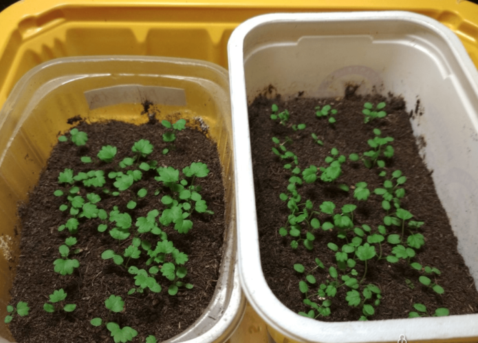 Strawberry seedlings from seeds