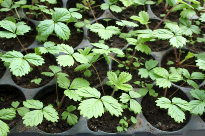 Strawberry seedlings in glasses