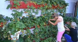 Fresas en cajas en la pared