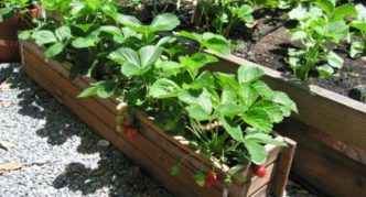 Aardbeien in dozen op de stoep