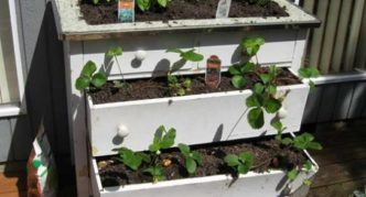 Cultiver des fraises dans une vieille commode