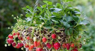 Fraises dans un pot de fleur