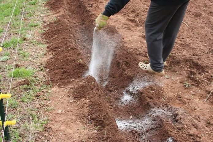 Gjødsling av poteter i hullet når man planter