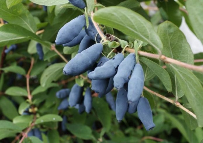 Geißblatt Blaue Spindel