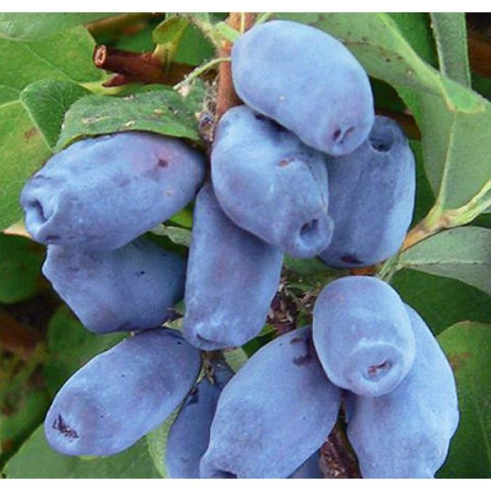 Honeysuckle Bluebird