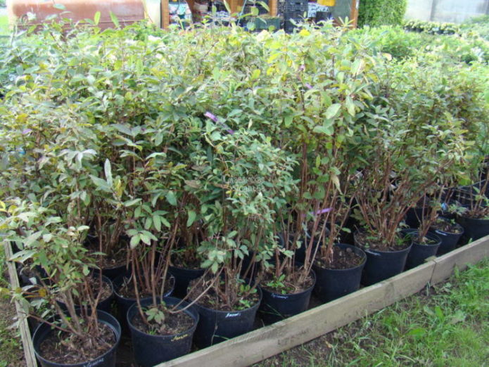 Honeysuckle seedlings