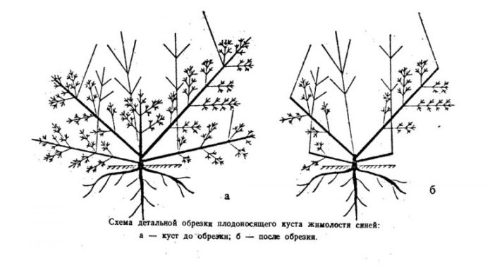 Esquema de poda de madressilva