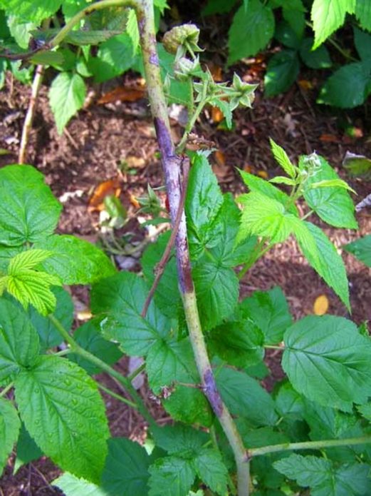 Lila Fleck auf Himbeeren