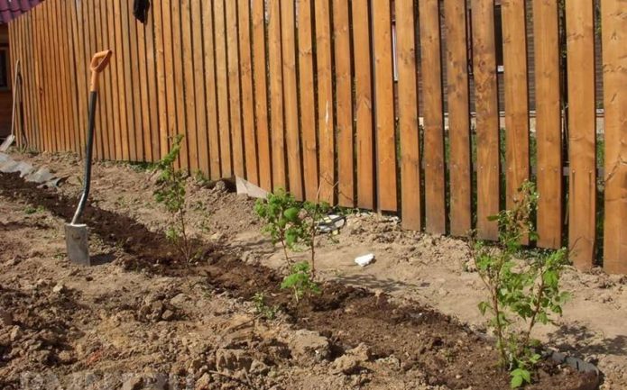 Himbeeren entlang des Zauns pflanzen