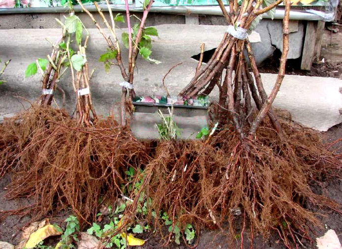 Plants de framboises