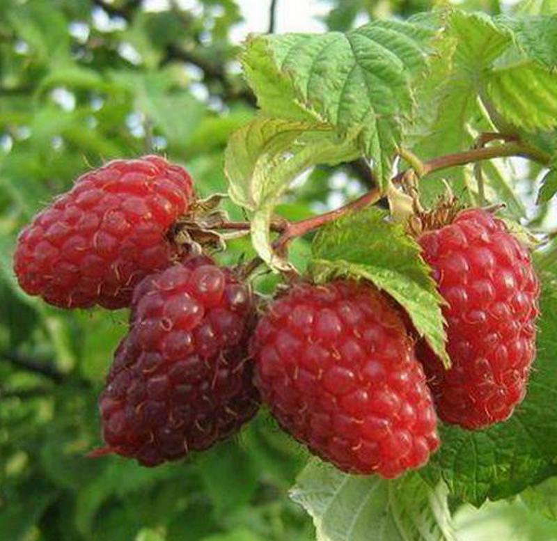 Himbeeren