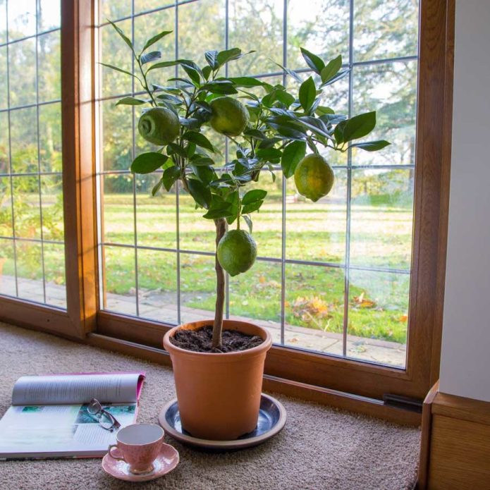 Lemon on the windowsill