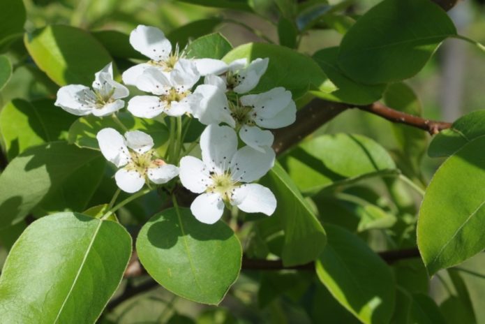 Pære blomster