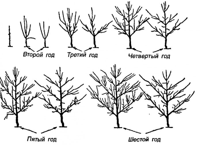 Päärynän karsiminen