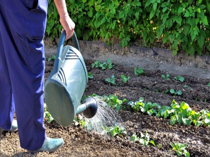 Kohl gießen und hillen