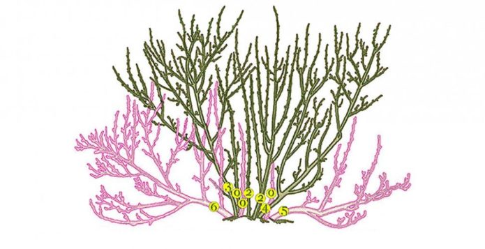 Esquema de poda de grosella espinosa