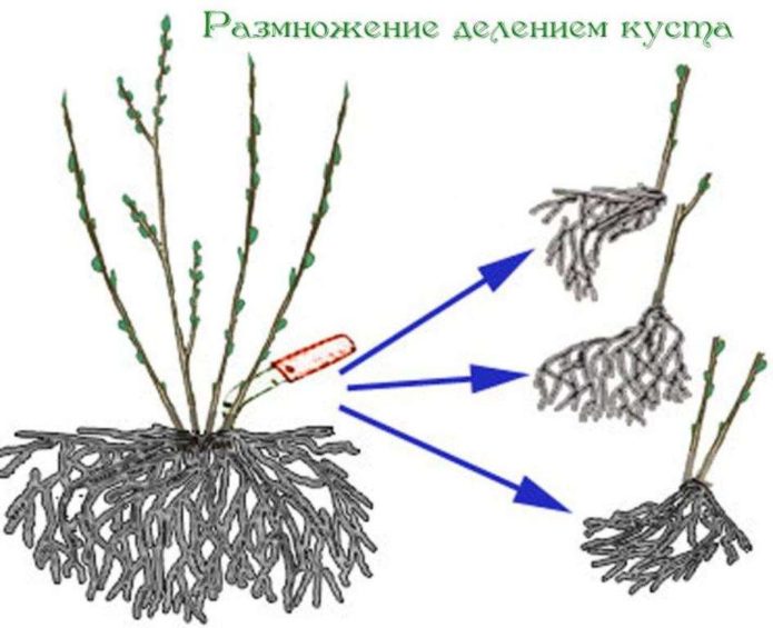 Phân chia bụi cây chùm ruột