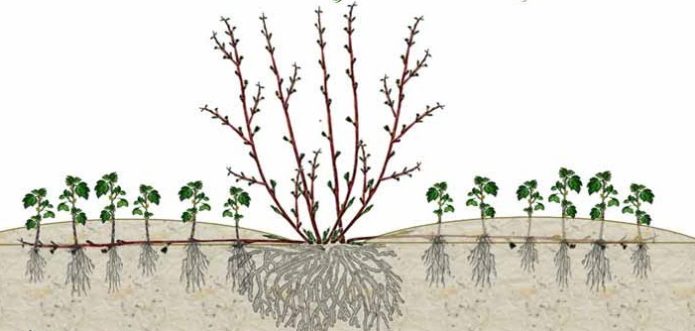 Esquema de propagação de groselha com camadas horizontais