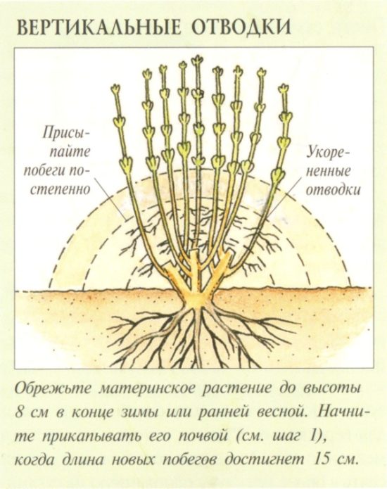 Schéma de propagation de la groseille à maquereau avec couches verticales