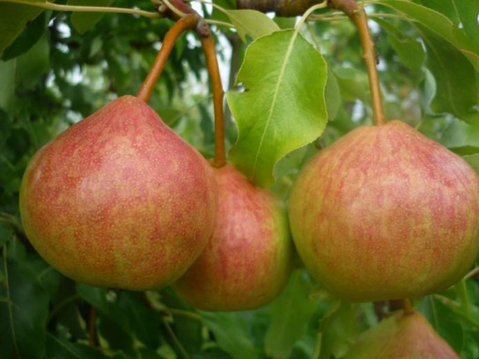 Pear of Memory Yakovlev