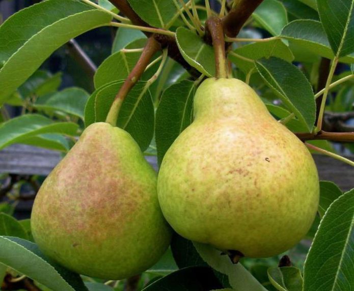 Pear Veles