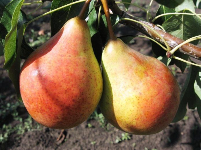 Pear Bere Moskva