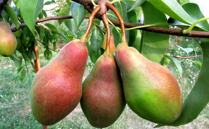 Belleza de Pear Talgar