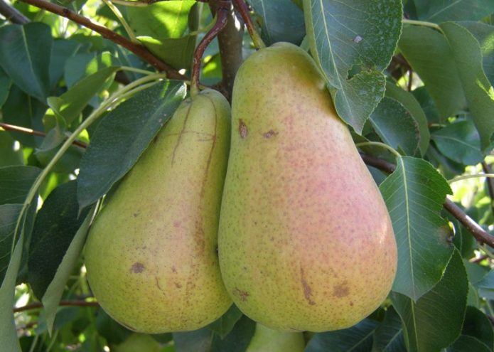 Pear Cure