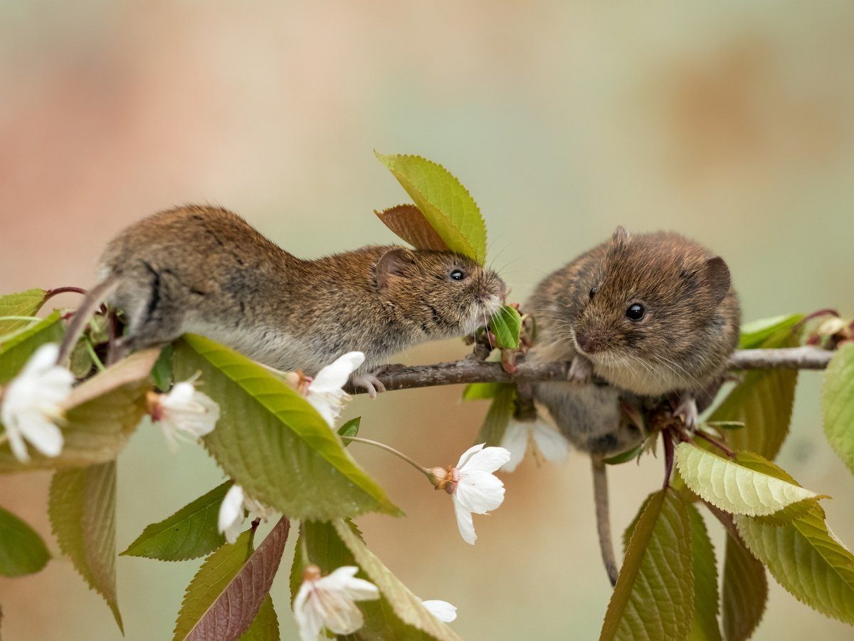 Pokok epal digerogoti oleh tikus