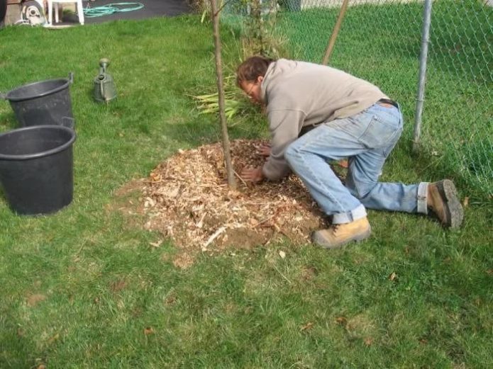 Mulching d’un pomer